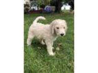 Goldendoodle Puppy for sale in Oshkosh, WI, USA