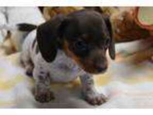 Dachshund Puppy for sale in Greer, SC, USA