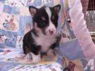 Pembroke Welsh Corgi Puppy for sale in SAN PIERRE, IN, USA