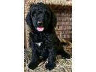 Goldendoodle Puppy for sale in Chapel Hill, TN, USA