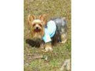 Yorkshire Terrier Puppy for sale in SYLVESTER, GA, USA