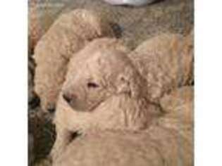 Komondor Puppy for sale in Claremore, OK, USA