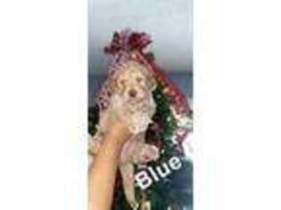 Goldendoodle Puppy for sale in Tullahoma, TN, USA