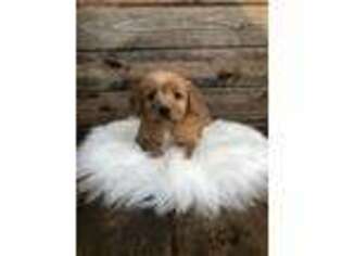 Labradoodle Puppy for sale in Hampshire, IL, USA