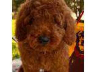 Goldendoodle Puppy for sale in Glenview, IL, USA