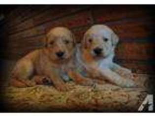 Goldendoodle Puppy for sale in PORTLAND, OR, USA