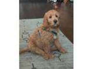 Saint Berdoodle Puppy for sale in Cheyenne, WY, USA