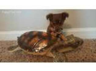 Chihuahua Puppy for sale in Richlands, NC, USA