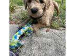 Goldendoodle Puppy for sale in Brooksville, FL, USA
