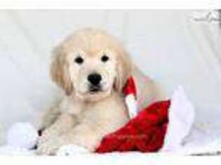 Golden Retriever Puppy for sale in Canton, OH, USA