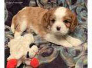 Cavalier King Charles Spaniel Puppy for sale in Springfield, LA, USA