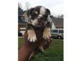 Bulldog Puppy for sale in Decatur, GA, USA