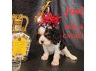 Cavalier King Charles Spaniel Puppy for sale in Asbury, MO, USA