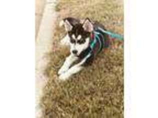 Siberian Husky Puppy for sale in Auburn, GA, USA