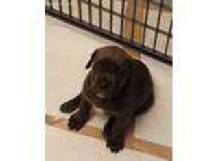 Cane Corso Puppy for sale in Canton, GA, USA