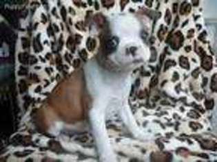 Boston Terrier Puppy for sale in Masonville, NY, USA