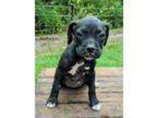 Boxer Puppy for sale in Waynesboro, GA, USA