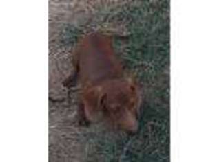 Dachshund Puppy for sale in Conway, AR, USA