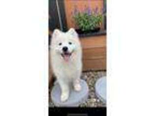 Samoyed Puppy for sale in Twinsburg, OH, USA