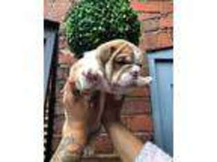 Bulldog Puppy for sale in Lindon, UT, USA