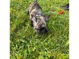 French Bulldog Puppy for sale in Methuen, MA, USA