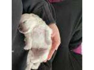 Pomeranian Puppy for sale in Lathrop, CA, USA