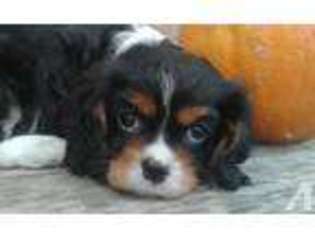 Cavalier King Charles Spaniel Puppy for sale in MALVERN, OH, USA