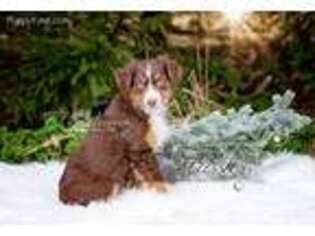Miniature Australian Shepherd Puppy for sale in Carlisle, PA, USA