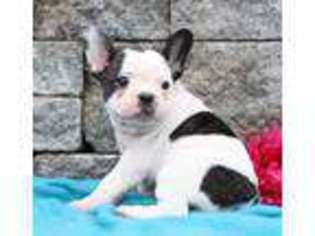 French Bulldog Puppy for sale in Strasburg, PA, USA