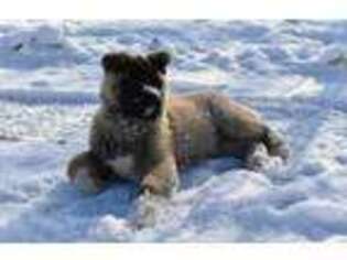 Akita Puppy for sale in Cherry Valley, NY, USA