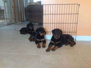Rottweiler Puppy for sale in Tustin, CA, USA
