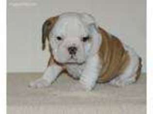 Bulldog Puppy for sale in Ames, IA, USA