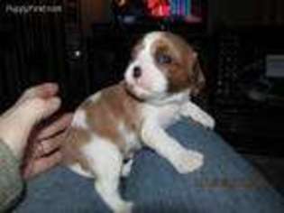 Cavalier King Charles Spaniel Puppy for sale in Stover, MO, USA