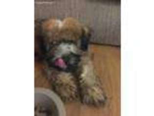 Soft Coated Wheaten Terrier Puppy for sale in Escondido, CA, USA