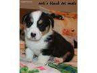 Cardigan Welsh Corgi Puppy for sale in Mabank, TX, USA
