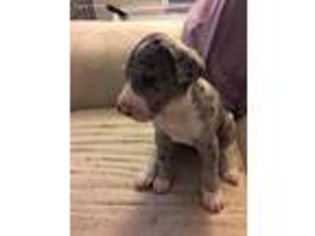 Great Dane Puppy for sale in Morristown, NJ, USA