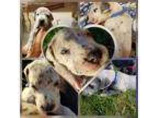 Great Dane Puppy for sale in La Salle, CO, USA