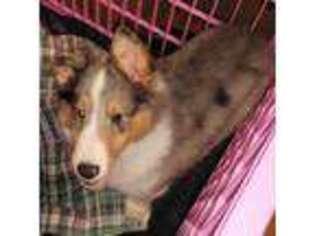 Shetland Sheepdog Puppy for sale in Berkeley Springs, WV, USA