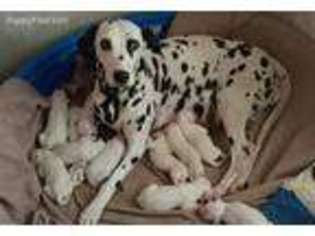 Dalmatian Puppy for sale in Rudy, AR, USA