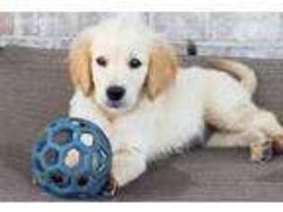 Golden Retriever Puppy for sale in Rockwall, TX, USA