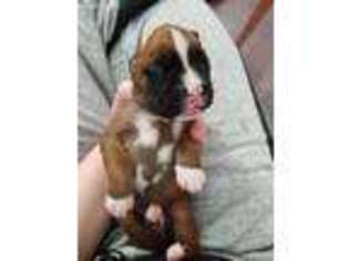 Boxer Puppy for sale in Brentwood, CA, USA