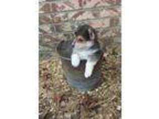 Pembroke Welsh Corgi Puppy for sale in Bucyrus, MO, USA