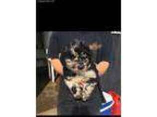 Mutt Puppy for sale in Cave City, KY, USA