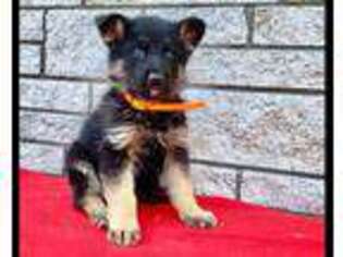 German Shepherd Dog Puppy for sale in Kinzers, PA, USA