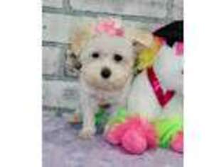 Maltese Puppy for sale in Pittsburg, KS, USA
