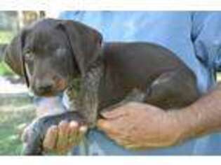German Shorthaired Pointer Puppy for sale in Alpine, UT, USA