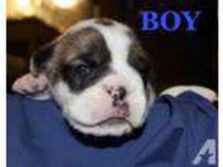 Bulldog Puppy for sale in HUMBLE, TX, USA