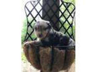 Australian Shepherd Puppy for sale in Chattanooga, TN, USA