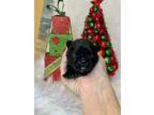 French Bulldog Puppy for sale in Howardsville, VA, USA