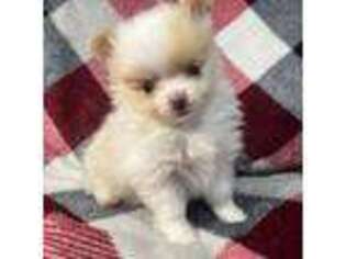 Pomeranian Puppy for sale in Fredericksburg, TX, USA